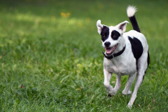 Hunde_Markus_Koppitz_2023DSC_0940