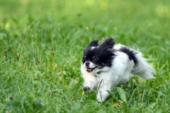 Hunde_Markus_Koppitz_2023DSC_0954