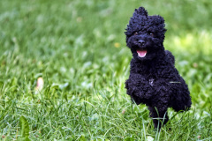 Hunde_Markus_Koppitz_2023DSC_1216