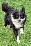Hunde_Markus_Koppitz_2023DSC_1617