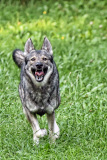 Hunde_Markus_Koppitz_2023DSC_1624