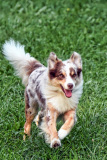 Hunde_Markus_Koppitz_2023DSC_1647