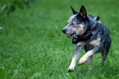 Hunde_Markus_Koppitz_2023DSC_5530