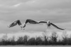 2023_12_29_Hard_Voegel-13©marianna