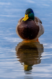 Vogelftotot_Gerhard-Sch_29.12.23-38