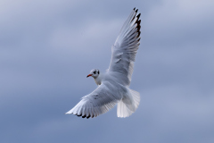 Vogelftotot_Gerhard-Sch_29.12.23-41