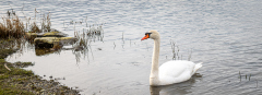 copyright-Mario-Nussbaumer-0013-2