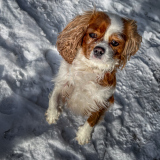 00032_Winterwanderung-Sulzberg_21.-Jaenner-2024