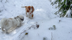 00049_Winterwanderung-Sulzberg_21.-Jaenner-2024