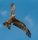 Adler-in-Oberoesterreich