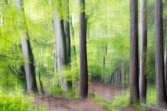 Fruehlingswald_ChristineHortobagy