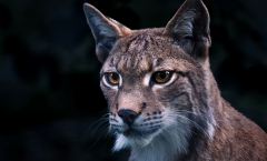 Luchs_PeterBerger