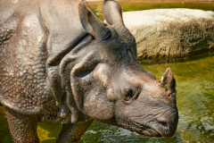 Panzernashorn_FranzErrath.jpg Panzernashorn_FranzErrath.jpg