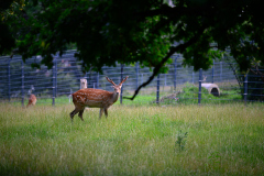 00356_-Wildpark-Feldkirch_Juli-Clubabend_11.-Juli-2024@Fototeam-Digital-2024