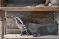 003_Wildpark_Feldkirch_2024_LK1800