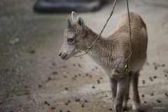 004_Wildpark_Feldkirch_2024_LK1800