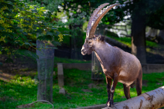 Wildpark-Feldk_GerhardS_2020-1 Wildpark-Feldk_GerhardS_2020-1