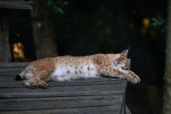 Wildpark-Feldk_GerhardS_2020-2 Wildpark-Feldk_GerhardS_2020-2