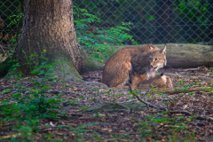 Wildpark-Feldk_GerhardS_2020-4 Wildpark-Feldk_GerhardS_2020-4