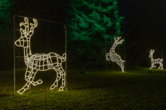 00029_Christmas-Garden-Insel-Mainau_Mario-Stecher-Bregenz-Fluh-7_28.-Dezember-2024@Fototeam-Digital-2024