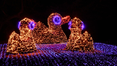00053_Christmas-Garden-Insel-Mainau_Mario-Stecher-Bregenz-Fluh-7_28.-Dezember-2024@Fototeam-Digital-2024