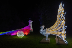 00063_Christmas-Garden-Insel-Mainau_Mario-Stecher-Bregenz-Fluh-7_28.-Dezember-2024@Fototeam-Digital-2024