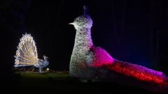 00536_Christmas-Garden-Insel-Mainau_Mario-Stecher-Bregenz-Fluh-7_28.-Dezember-2024@Fototeam-Digital-2024