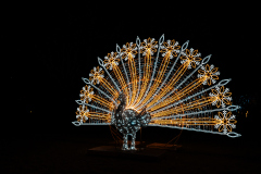 00604_Christmas-Garden-Insel-Mainau_Gerhard-Scheucher_28.-Dezember-2024@Fototeam-Digital-2024
