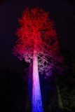 00611_Christmas-Garden-Insel-Mainau_Gerhard-Scheucher_28.-Dezember-2024@Fototeam-Digital-2024 00611_Christmas-Garden-Insel-Mainau_Gerhard-Scheucher_28.-Dezember-2024@Fototeam-Digital-2024