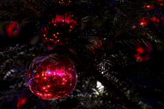 00632_Christmas-Garden-Insel-Mainau_Gerhard-Scheucher_28.-Dezember-2024@Fototeam-Digital-2024