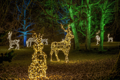 00706_Christmas-Garden-Insel-Mainau_Kurt-Lachner_28.-Dezember-2024@Fototeam-Digital-2024 00706_Christmas-Garden-Insel-Mainau_Kurt-Lachner_28.-Dezember-2024@Fototeam-Digital-2024