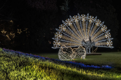 00708_Christmas-Garden-Insel-Mainau_Kurt-Lachner_28.-Dezember-2024@Fototeam-Digital-2024