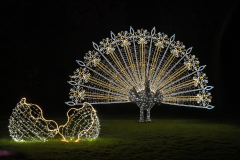 00710_Christmas-Garden-Insel-Mainau_Kurt-Lachner_28.-Dezember-2024@Fototeam-Digital-2024