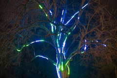 00736_Christmas-Garden-Insel-Mainau_Kurt-Lachner_28.-Dezember-2024@Fototeam-Digital-2024 00736_Christmas-Garden-Insel-Mainau_Kurt-Lachner_28.-Dezember-2024@Fototeam-Digital-2024