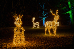 00801_Christmas-Garden-Insel-Mainau_Ingrid-Haemmerle_28.-Dezember-2024@Fototeam-Digital-2024 00801_Christmas-Garden-Insel-Mainau_Ingrid-Haemmerle_28.-Dezember-2024@Fototeam-Digital-2024