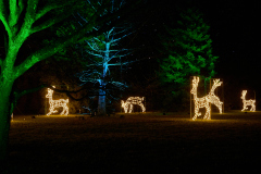 00802_Christmas-Garden-Insel-Mainau_Ingrid-Haemmerle_28.-Dezember-2024@Fototeam-Digital-2024 00802_Christmas-Garden-Insel-Mainau_Ingrid-Haemmerle_28.-Dezember-2024@Fototeam-Digital-2024