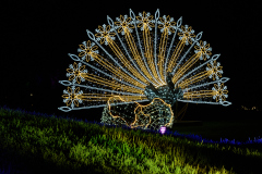 00804_Christmas-Garden-Insel-Mainau_Ingrid-Haemmerle_28.-Dezember-2024@Fototeam-Digital-2024