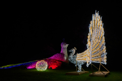 00809_Christmas-Garden-Insel-Mainau_Ingrid-Haemmerle_28.-Dezember-2024@Fototeam-Digital-2024