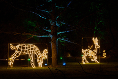 00828_Christmas-Garden-Insel-Mainau_Ingrid-Haemmerle_28.-Dezember-2024@Fototeam-Digital-2024