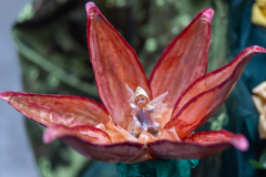 00116_Hallia-Venezia_22.-Februar-2025_Mario-Stecher©Fototeam-Digital-2025