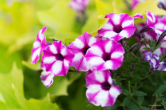 DSC07570_Lindau_1800_LanaH