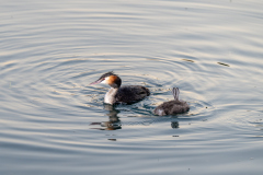Fotowalk-Lindau_Klemens_15