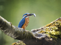018_Eisvogel_ArnoldMariacher 018_Eisvogel_ArnoldMariacher