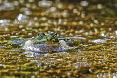 022_Frosch_GiselaKuzel 022_Frosch_GiselaKuzel