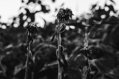 026_hana_marcelbrunelli 026_hana_marcelbrunelli