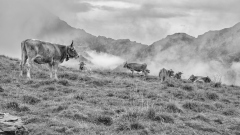 040_Kuehe_BertramWaldner 040_Kuehe_BertramWaldner