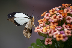 062_Schmetterling_KlemensSohler 062_Schmetterling_KlemensSohler