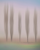 065_sechsPappeln_pem