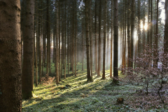 067_Sonnenwald_GiselaKuzel 067_Sonnenwald_GiselaKuzel