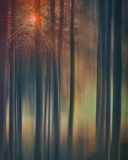 083_Zauberwald_pem
